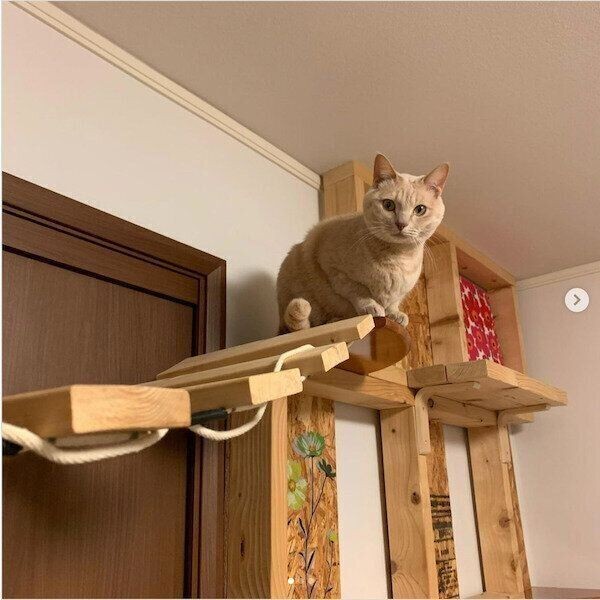 愛猫も嬉しいし 楽しい キャットウォーク をdiyした飼い主さんがスゴすぎた