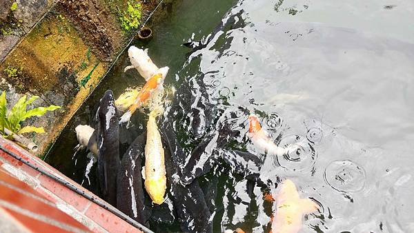 【台北美食】大豐花園餐廳-免門票也可以看到可愛的小動物，隱藏在市區附近的烤雞餐廳