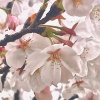 . 鬼 滅 の 刃 也 .