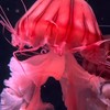 モテたい子集まれー！