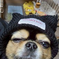 殿様わん仔(会議用)