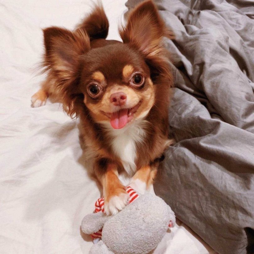 Bonjour個性隨和，不會獨占玩具。（圖／林勝發攝）