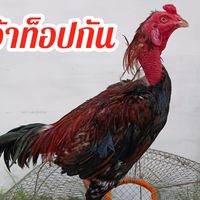 ซุ้ม ต.เพชรอัญญา (ต.ชนิศาฟาร์ม) พัฒนาพม่าเดินทำ แข้งดี มีเหลี่ยม