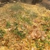 愛駅のスープカレー