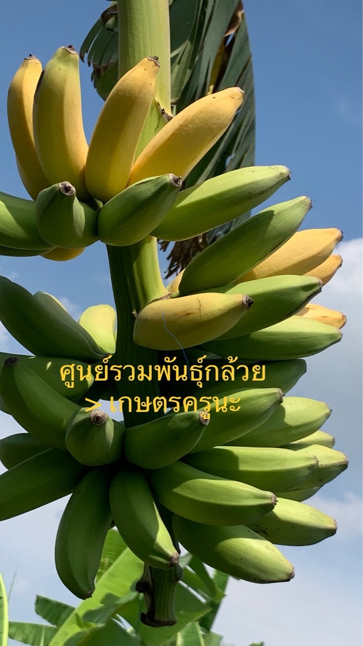 รวม..พันธุ์กล้วย