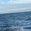 【大阪】釣りビト★[みんなの釣果情報/船釣り/波止場/陸っぱり]