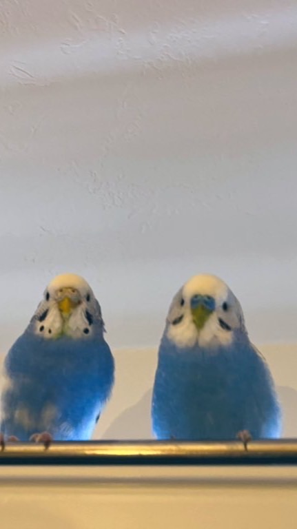 インコ好きさん集合！🐤💛