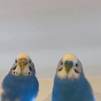 インコ好きさん集合！🐤💛