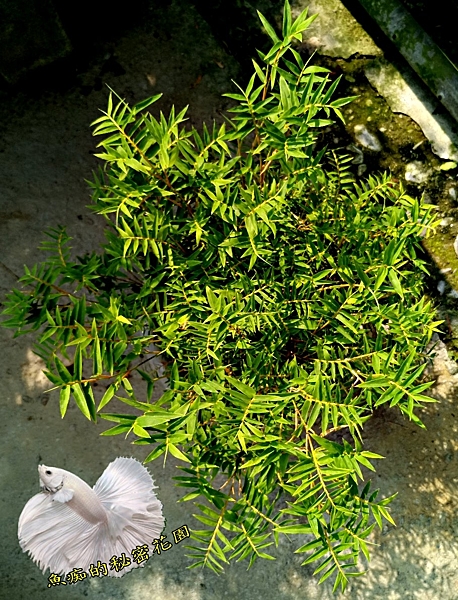 活體 [ 觀音竹 小竹子盆栽 ] 室外植物 8吋盆栽 送禮盆栽