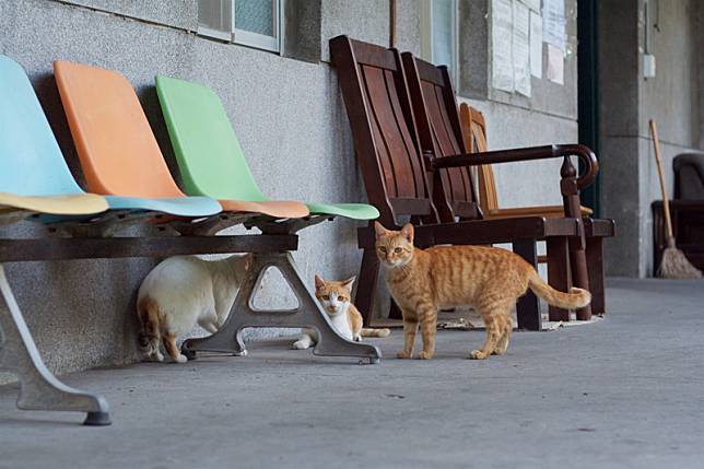 書評 多刺且多情的動物書寫 評朱天心 那貓那人那城 Openbook閱讀誌 Line Today