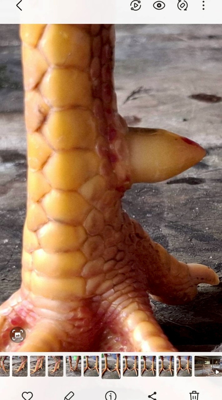 สิงห์ชายแดน