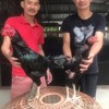 ไซง่อน101.สายหมอภาพ ซุ้มเด็กใหม่ไก่ชน.