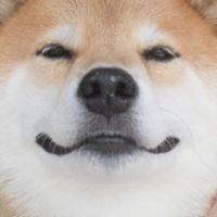 柴犬好きな人！！来てーー！！