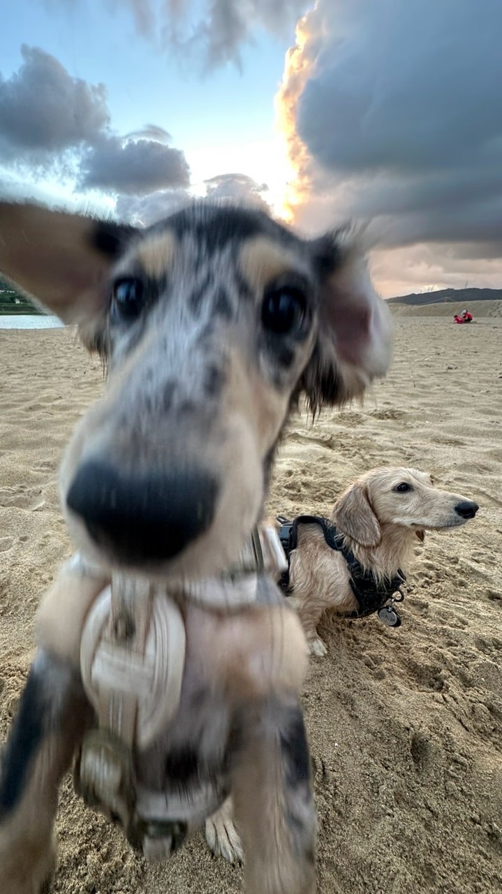 Twodooog