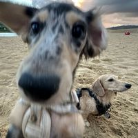 Twodooog