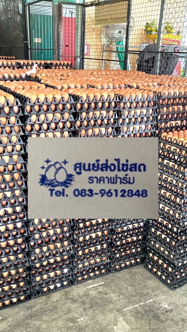 ไข่สดราคาหน้าฟาร์มโทร0839612848