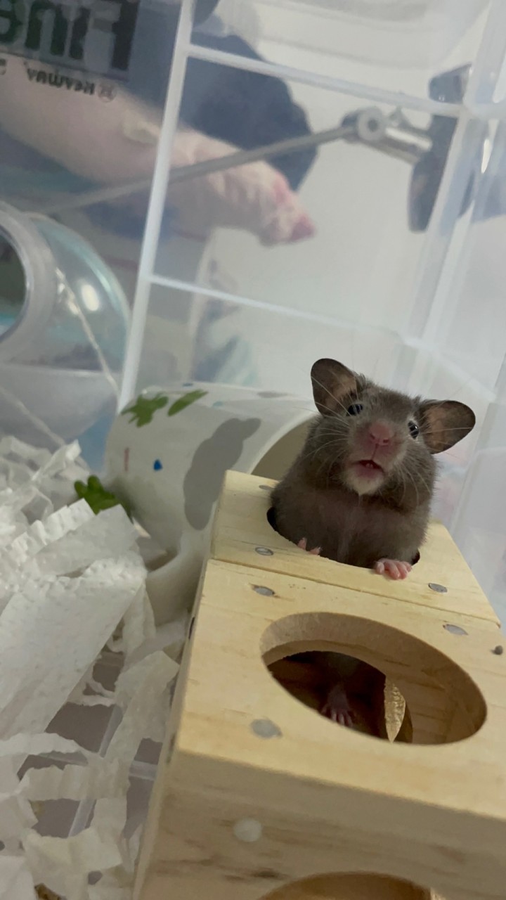 寵物鼠（飼料、用品、周邊）交流「黃金鼠、倉鼠」