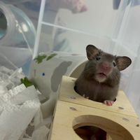寵物鼠（飼料、用品、周邊）交流「黃金鼠、倉鼠」