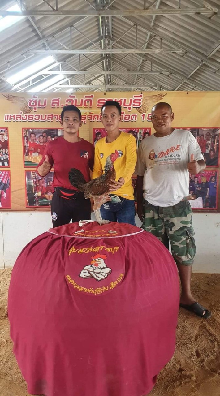สหายไก่ชน ซื้อขาย แลกเปลี่ยนทุกสายพันธุ์