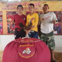 สหายไก่ชน ซื้อขาย แลกเปลี่ยนทุกสายพันธุ์