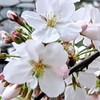 【ゆっくりお話しましょ】弱くてもいいじゃん メンタルの相談部屋