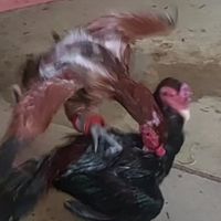 ก๋อยง่อนเยียร์แดง พม่าสโล่หรรม🐓🐓🐓🐓🥚🐣🐥🐤