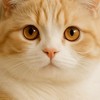 猫咪買賣 送養 英短 美短 布偶 曼赤肯 緬因 挪威 波斯 小布舞曲 可交流