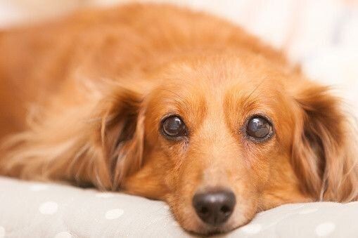 こんなにあるの ミニチュア ダックスフンドの毛色の種類 いぬのきもちnews