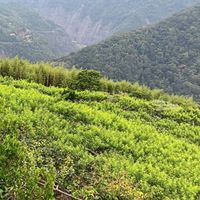 拉拉山-(納山瑪故)分享有趣の事