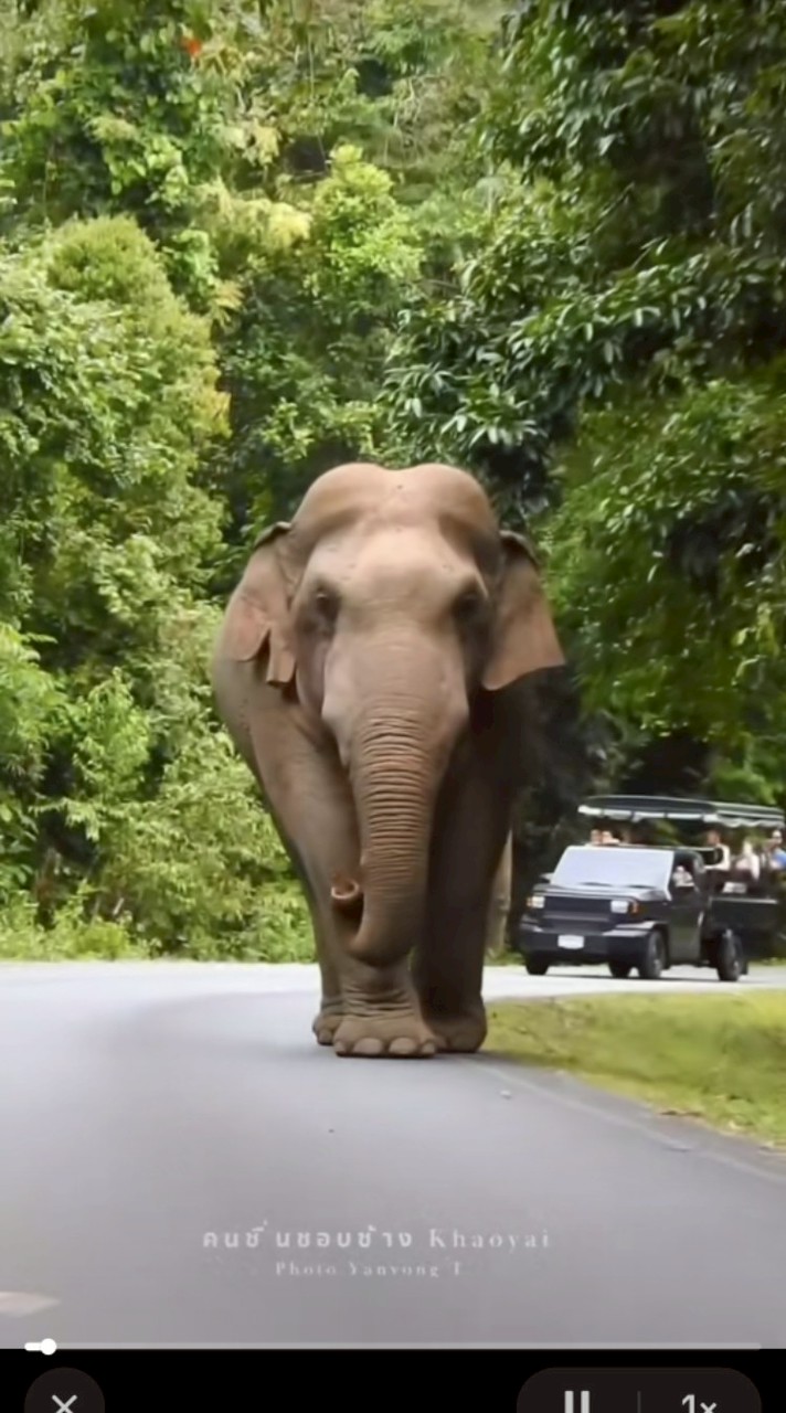 💚ช้างไทย🐘