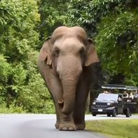 💚ช้างไทย🐘