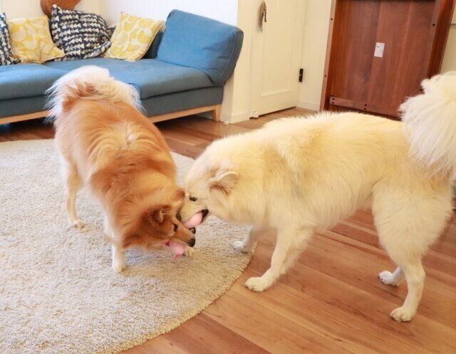 わが家流の犬の抜け毛掃除