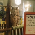 実際訪問したユーザーが直接撮影して投稿した豊砂テーマカフェMoff animal cafe イオンモール幕張新都心店の写真