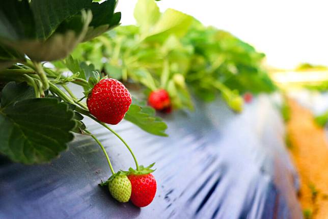 照片來源：好好玩台灣