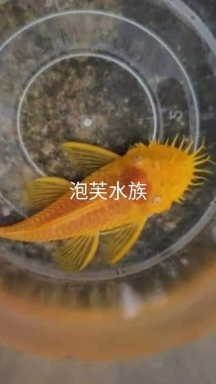 嘉義-泡芙水族