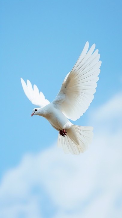 The dove
