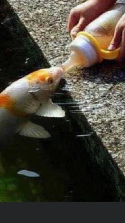 🌈林園養🐟的阿榮🌈