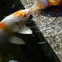 🌈林園養🐟的阿榮🌈