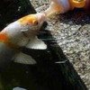 🌈林園養🐟的阿榮🌈