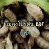 แมลงโปรตีน BSF มข.