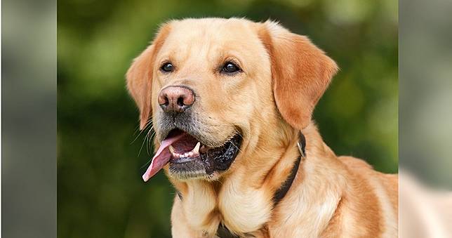 愛犬舔一下！男罹「罕見細菌感染」進加護病房...器官衰竭亡