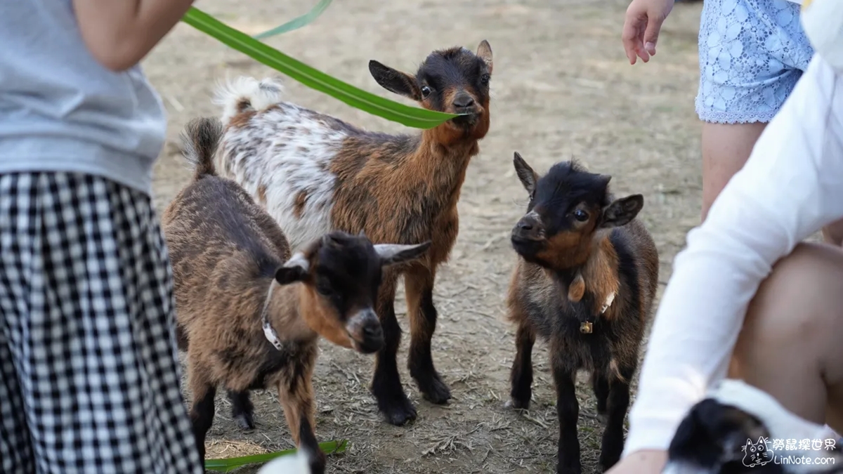 最低50元玩整天！2023新開幕６家「親子農場」：近距離餵水豚、１日小小蔥農
