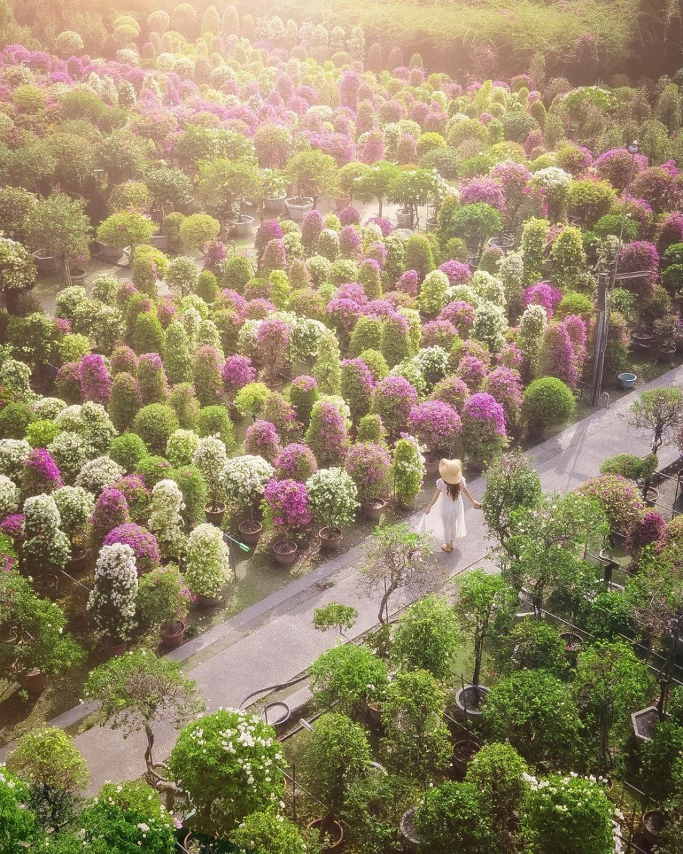 全台賞九重葛花景點推薦｜追尋九重葛花，來趟賞花住宿之旅