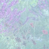 カトちゃんねる花友会