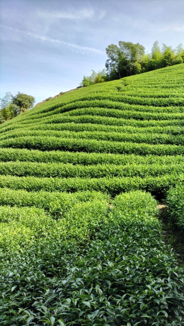 阿郎師茶業（茶葉自產自銷）