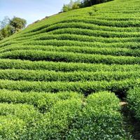 阿郎師茶業（茶葉自產自銷）