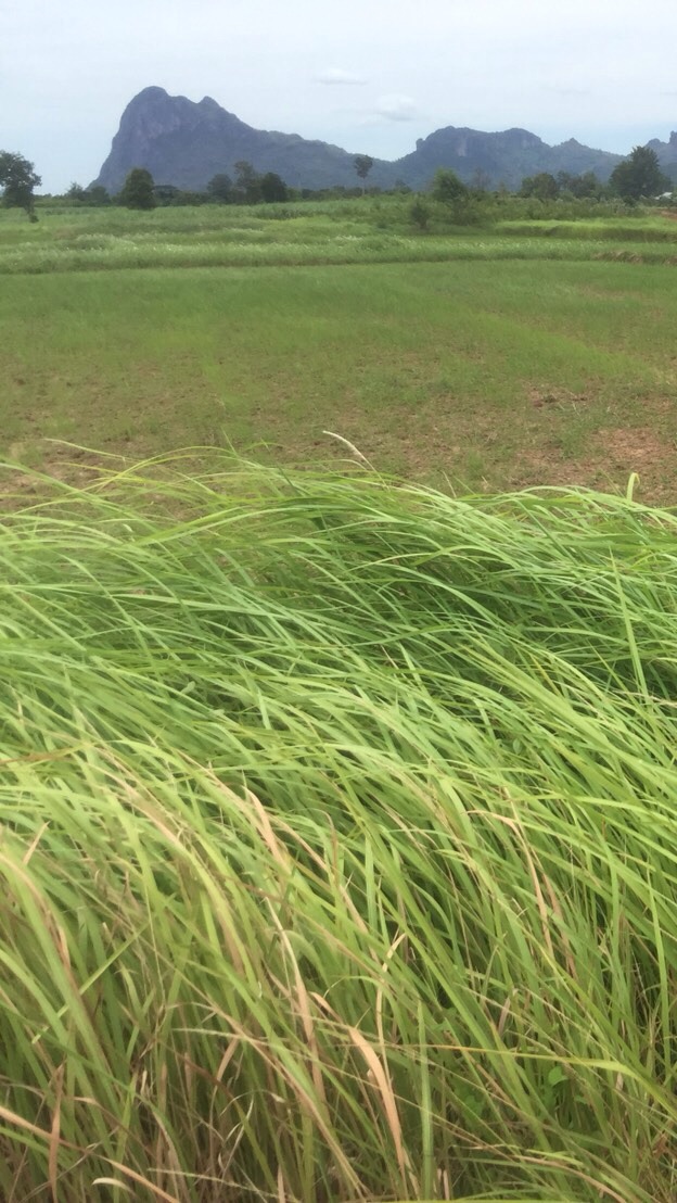 ซื้อขายที่ดินเมืองเลย