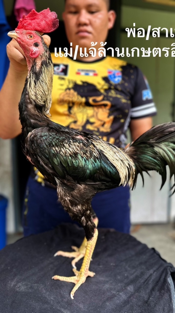 ส.จีริยาฟาร์ม ไก่ชนพม่าตีตา