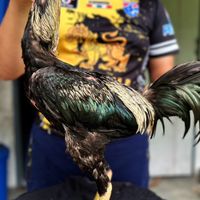 ส.จีริยาฟาร์ม ไก่ชนพม่าตีตา