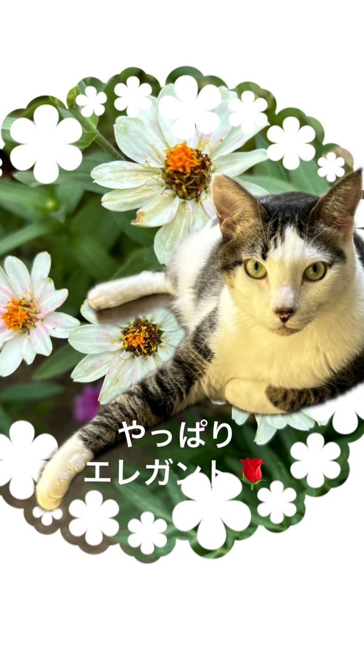 暮らしのエレガンス(新)木漏れ日のメッセージ掲示板🌹